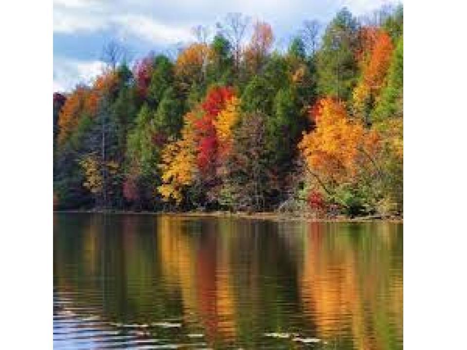 aspens photo